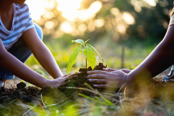Tree Plantation